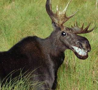 Moose